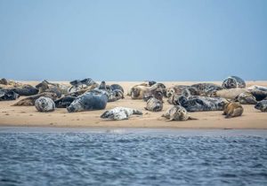 Seehundsafari, Riff Galgerev, Fanö